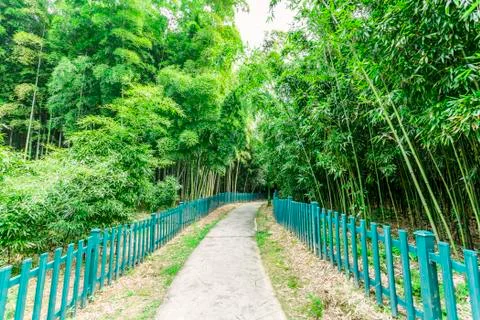 Bamboo forest Stock Photos
