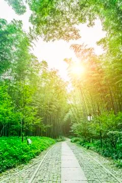 Bamboo forest Stock Photos