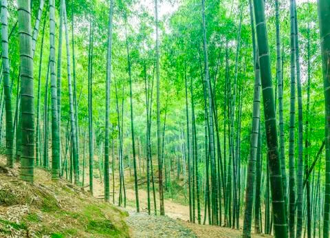 Bamboo forest Stock-Fotos