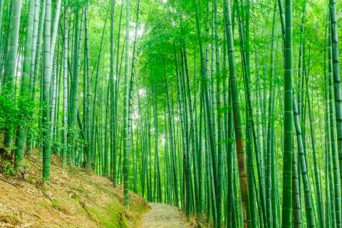 Bamboo forest Stock Photos