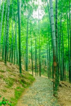 Bamboo forest Stock Photos