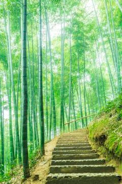 Bamboo forest Stock Photos