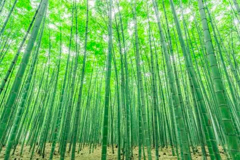 Bamboo forest Stock Photos