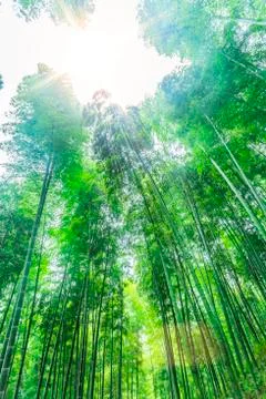 Bamboo forest Stock Photos