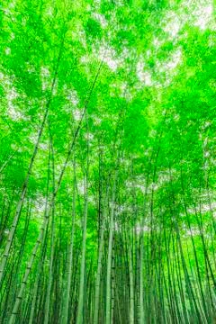 Bamboo forest Stock Photos