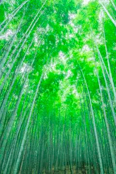 Bamboo forest Stock Photos