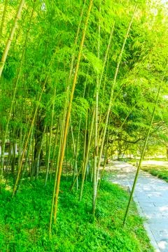 Bamboo forest Stock Photos