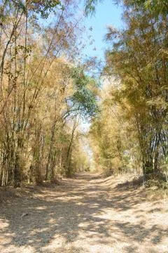Bamboo forest Stock Photos