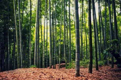 Bamboo Forest Stock Photos