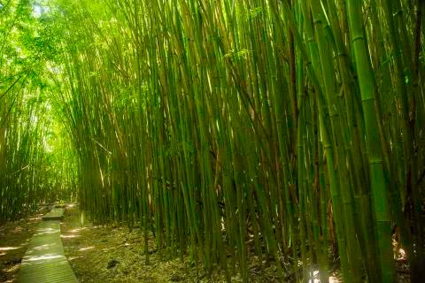 Bamboo Forest Stock Photos