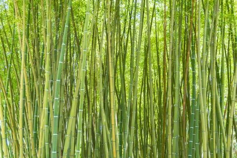 Bamboo forest Foto stock