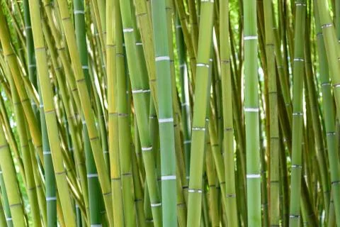 A bamboo forest Stock Photos