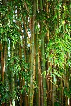 Bamboo forest Stock Photos