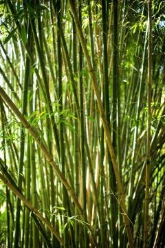 Bamboo forest Stock Photos