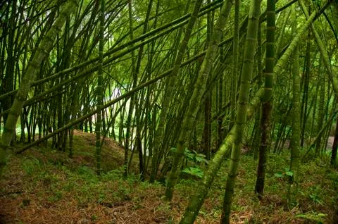 Bamboo forest Stockfoto's