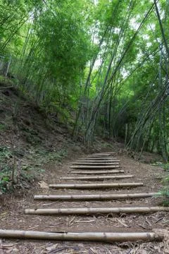 Bamboo forest Stock Photos