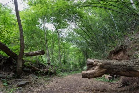 Bamboo forest Stock Photos