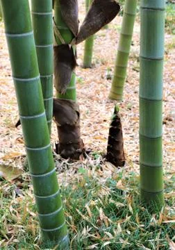 Bamboo forest Stock Photos