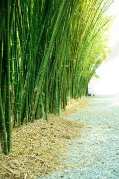 Bamboo Forest. Stock Photos