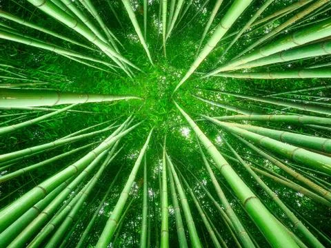 Bamboo forest Stock Photos