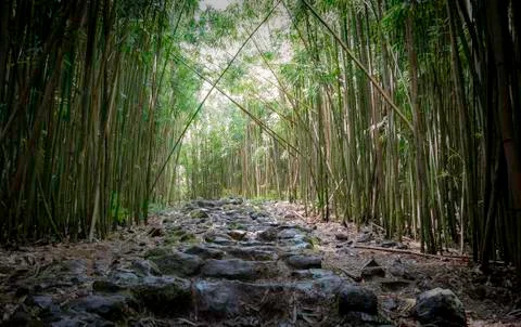 Bamboo forest Stock Photos