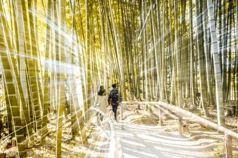 Bamboo Forest Stock Photos