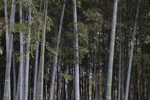 Bamboo Forest Stock Photos
