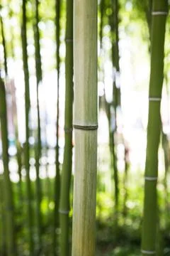 Bamboo forest Stock-Fotos