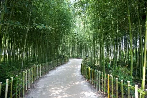 Bamboo forest Stock Photos