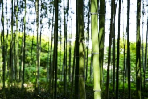 Bamboo forest Stock Photos
