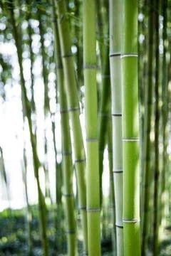 Bamboo forest Stock Photos