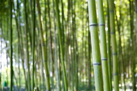 Bamboo forest Stock-Fotos