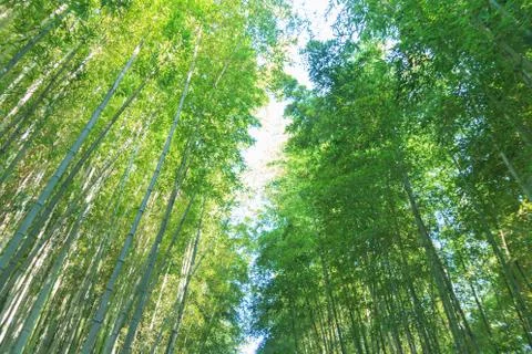 Bamboo forest Stock Photos