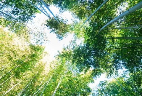 Bamboo forest Stock Photos