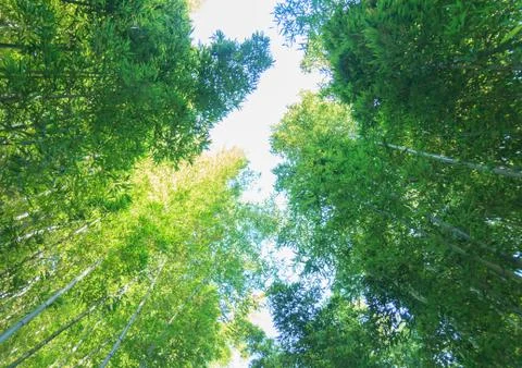 Bamboo forest Stock Photos