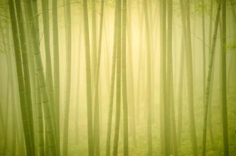 Bamboo forest. Stock Photos