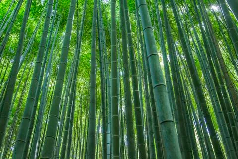 Bamboo forest Stock Photos