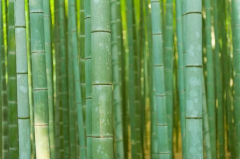 Bamboo forest Stock Photos