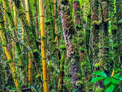 A bamboo forest Stock Photos