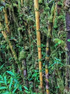 A bamboo forest Stock Photos