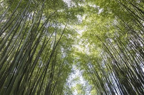 Bamboo forest Stock Photos