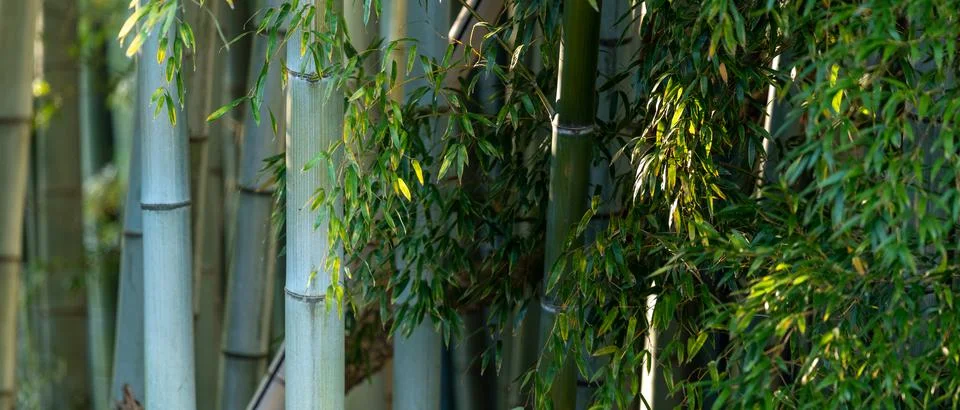 A bamboo forest Stock-Fotos