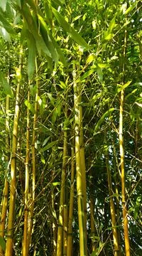 Bamboo forest Stockfoto's