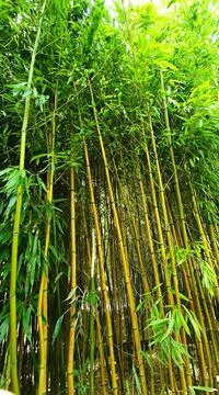 Bamboo forest 写真素材