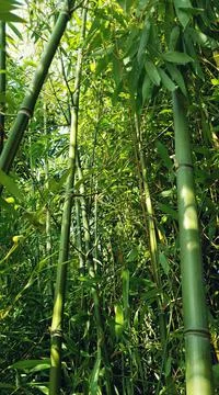 Bamboo forest Stockfoto's
