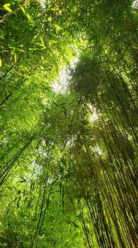 Bamboo forest 스톡 사진