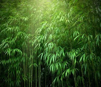 Bamboo forest Stock Photos