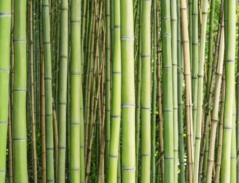 Bamboo forest. Fotos de archivo
