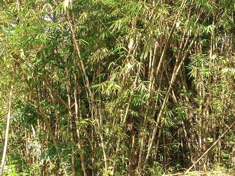 BAMBOO FOREST Stock Photos