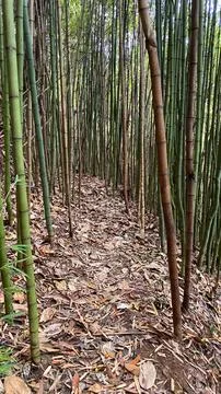 Bamboo forest Stock Photos